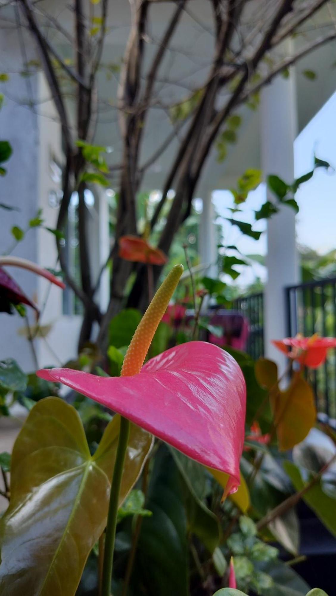 The Bliss Homestay Ella Exterior photo